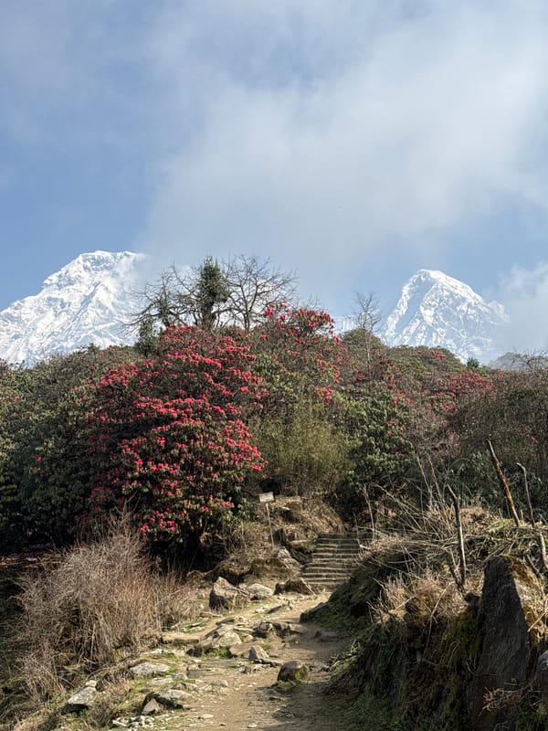 Spring rhododendron bloom documented across Nepal mountain villages