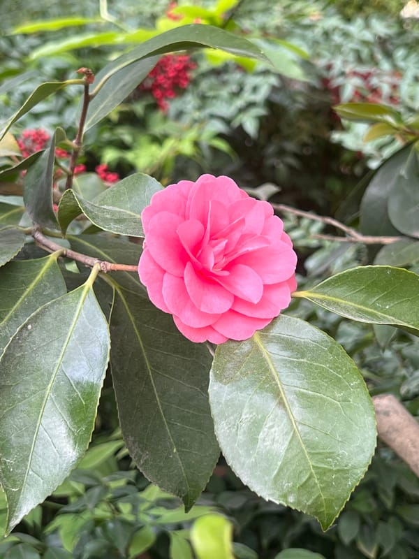 Spring afternoon walking tour captures Paris parks and monuments