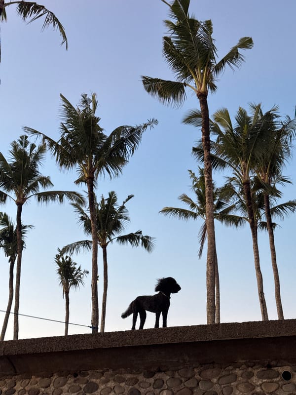 Barefoot beach walk captured alongside dog in Cemagi Indonesia