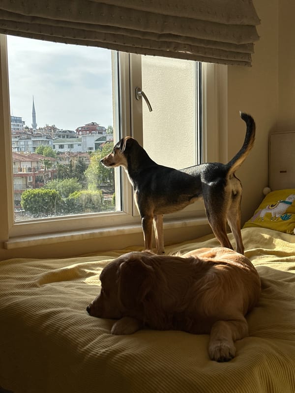 Two dogs relax on bed in sunny Alanya bedroom