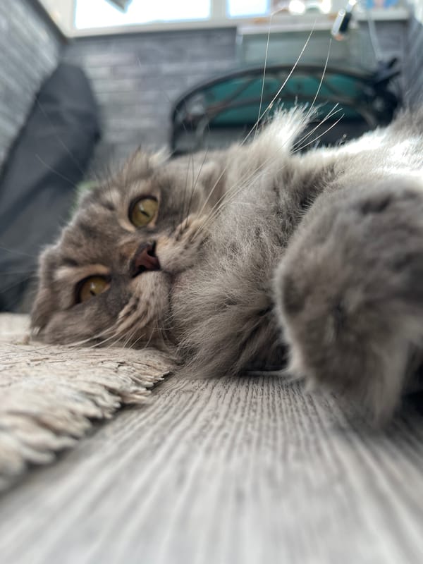 Cats, a turtle, and a lighthouse — an eclectic snapshot