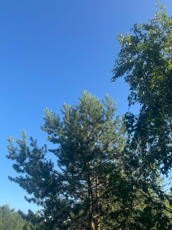 Sunny day in a pine-filled park, candid scenes and details