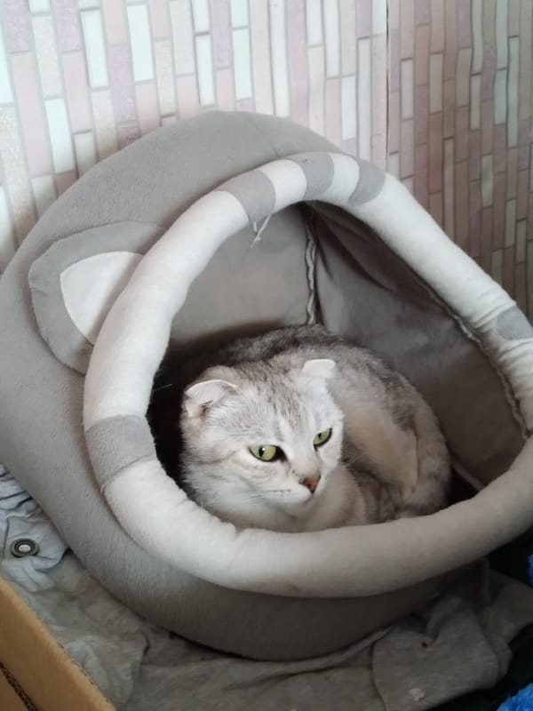 Selfies and silver Scottish Fold cats on a quiet morning