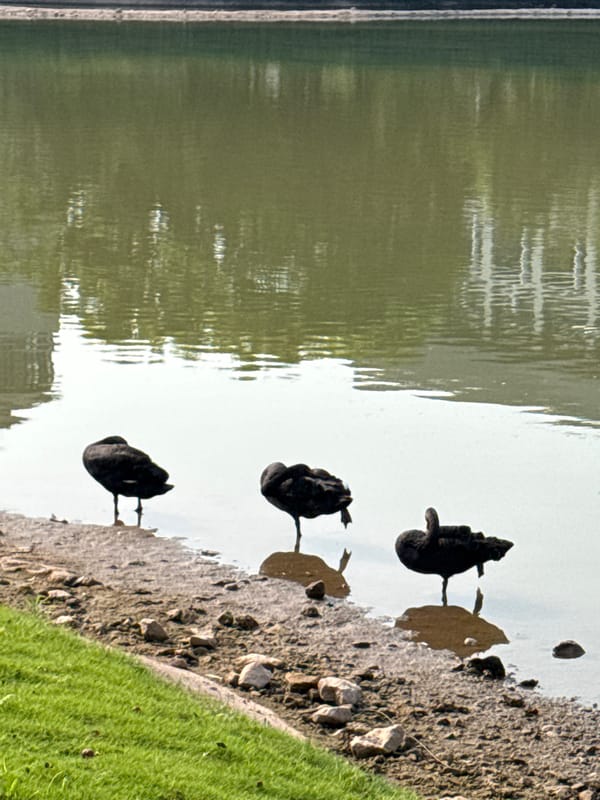 Black swans spotted in Jiangjin park during morning hours