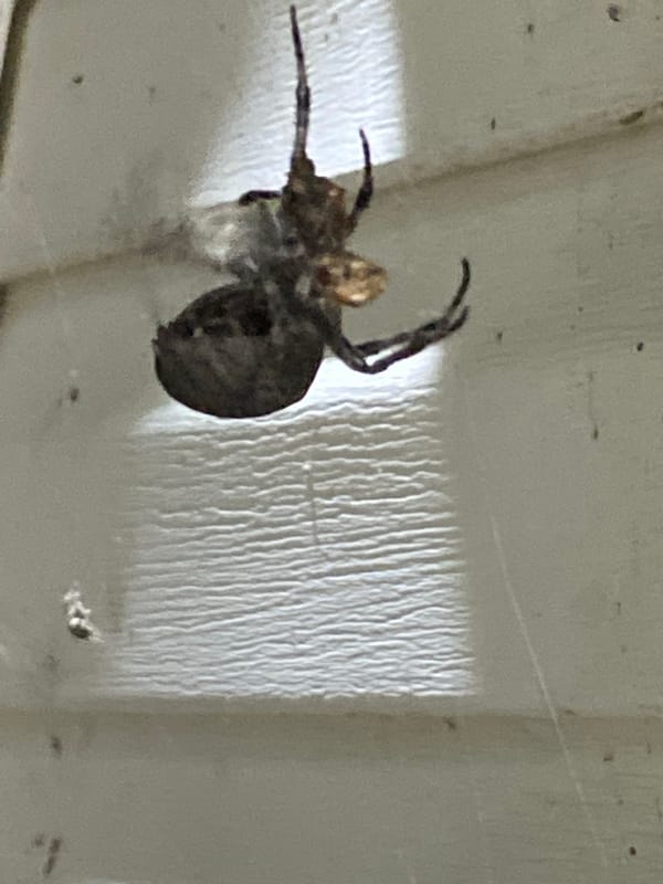 Spiders active on webs at a building exterior, Kraskino night