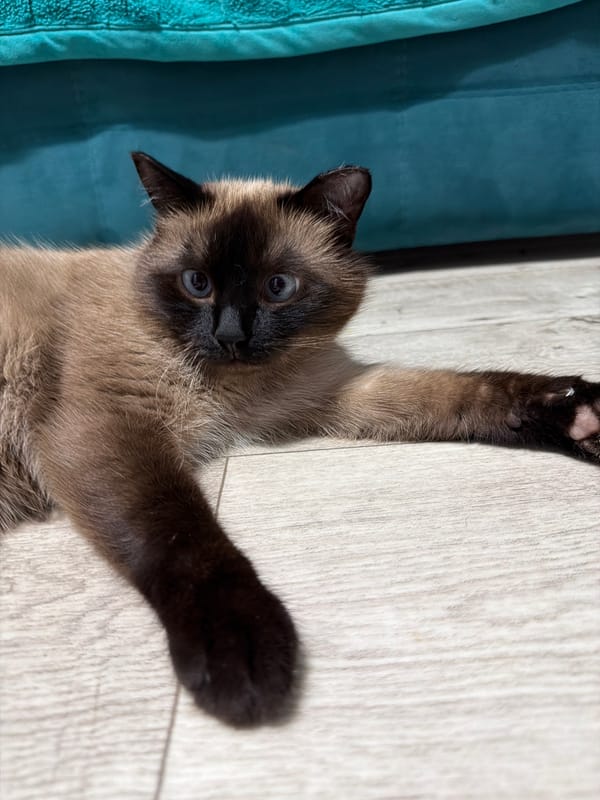 Siamese cat, roses, and tomatoes — a quiet afternoon at home
