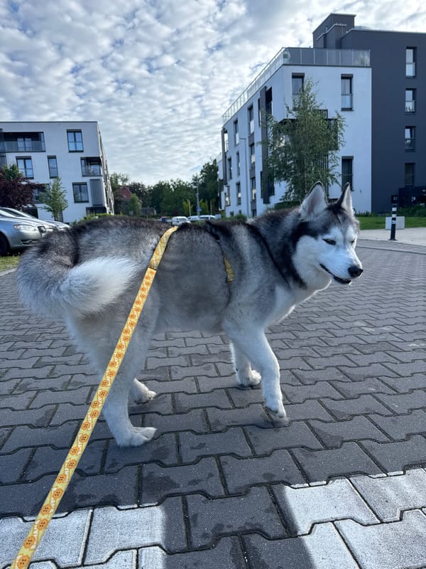 Dog walk and gym visit documented by witness