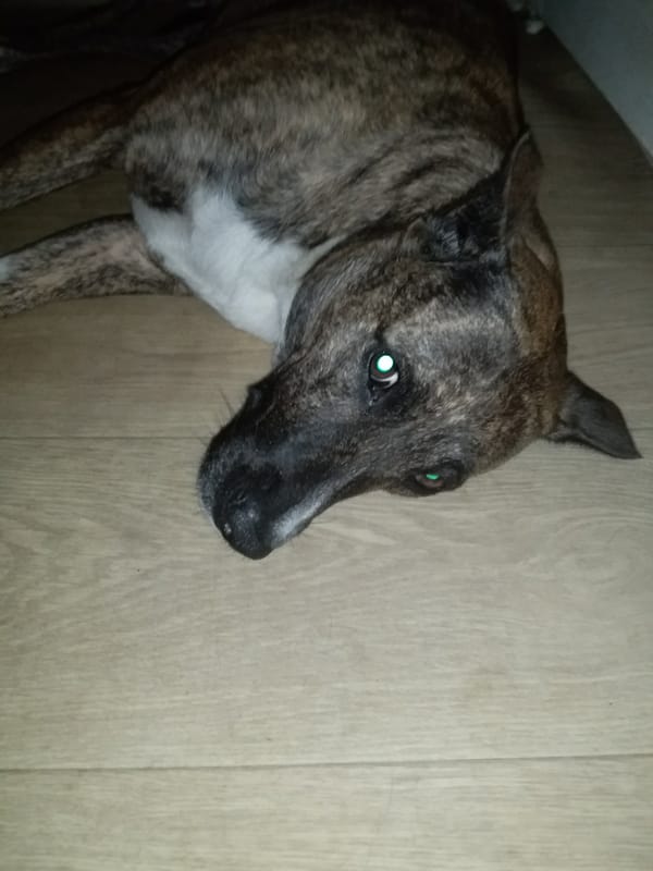 Lazy morning at home in Saran with food, beer, and a dog