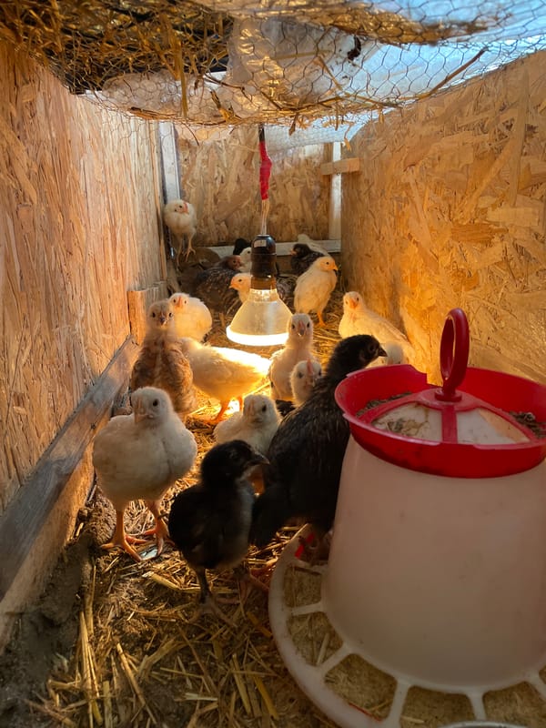 Chickens and chicks documented in farm coop in Zlatograd