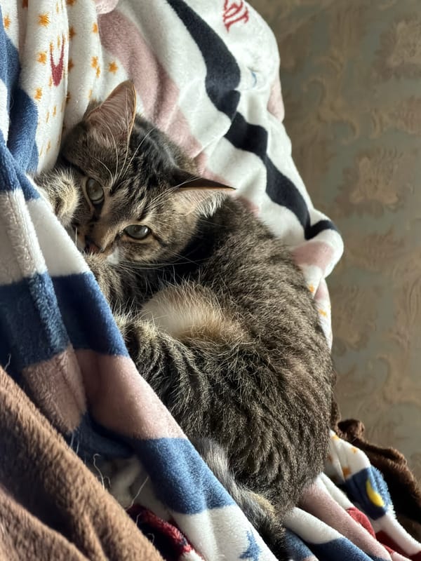 Cat rests on patterned blankets in Hrodna home