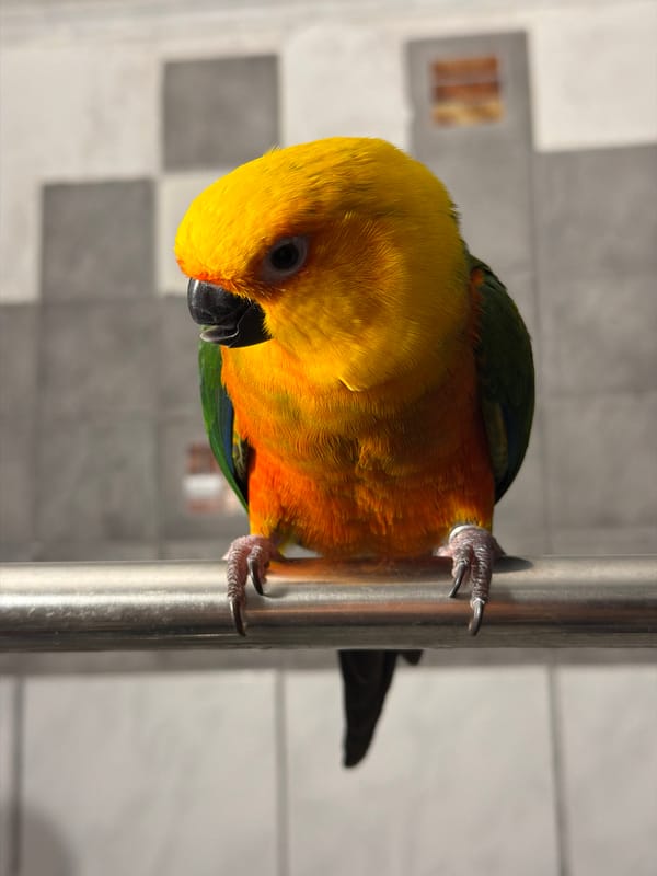 Bright parrot close-up and an indoor selfie, same moment
