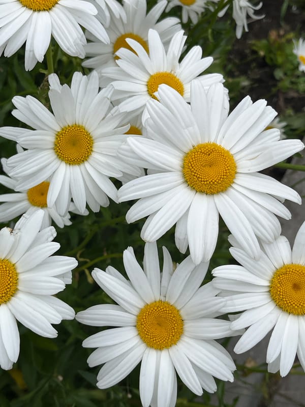 Selfies and daisies in Pionersky, Russia