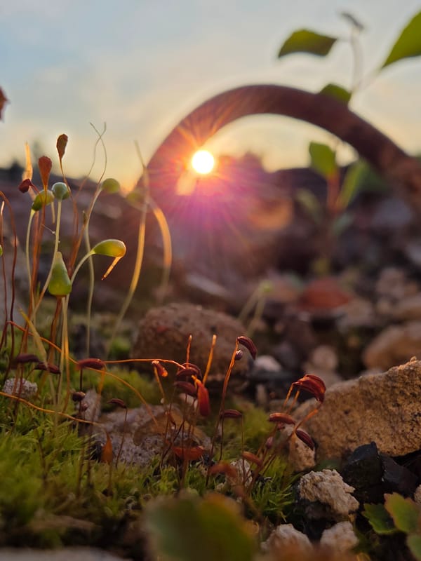 Cats and sunset railway walks in Chaikovsky, Russia
