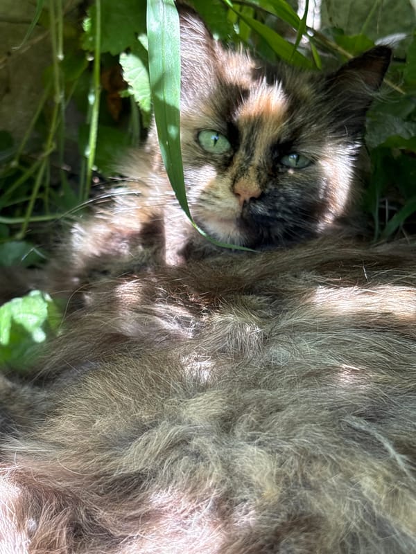 Calico cat peers through garden foliage in Oreshak, Bulgaria