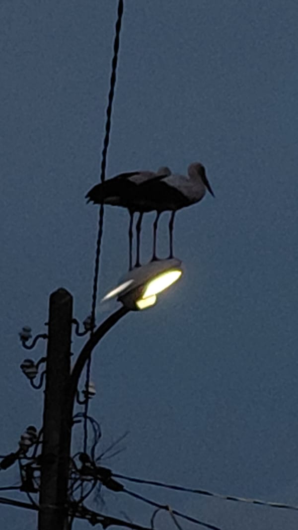 Birds perch on utility poles at dusk