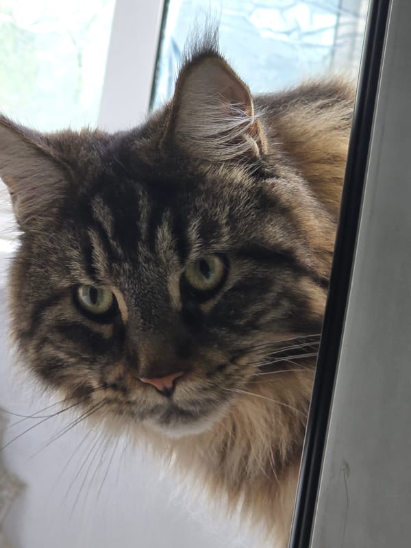Maine Coon cat observed extensively during early morning session