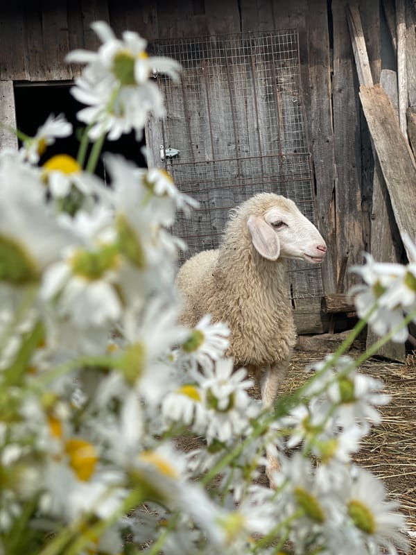 Sheep and daisies on a rural farm in Сям-Можга, Russia