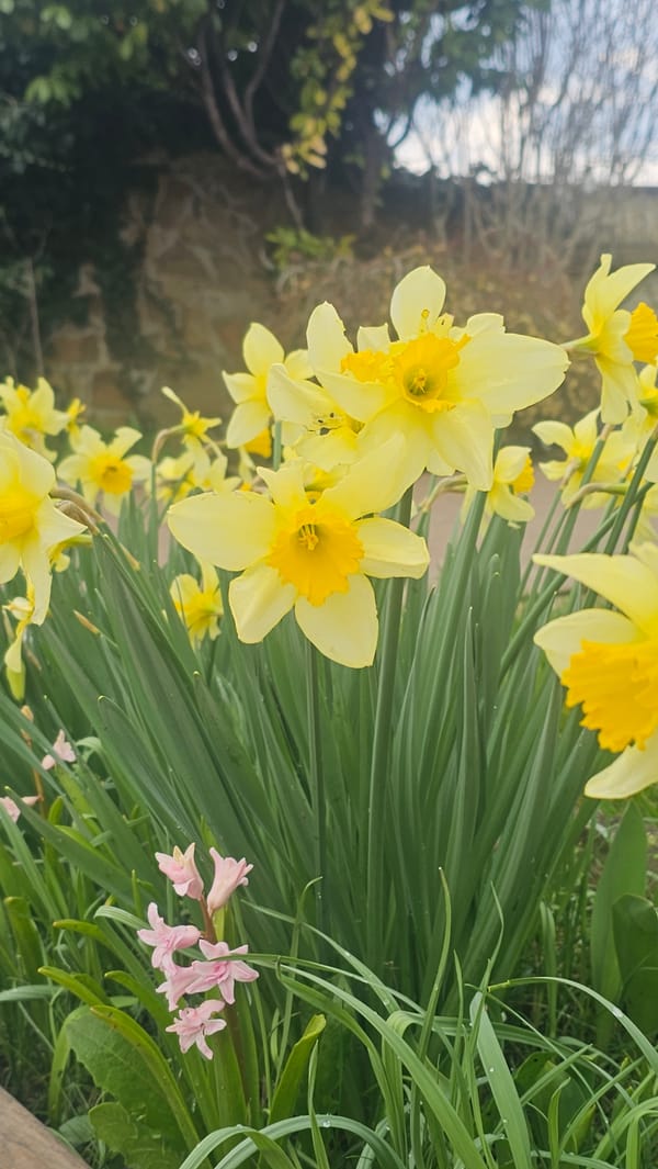 Spring wildlife and flowers documented across Bulgarian towns
