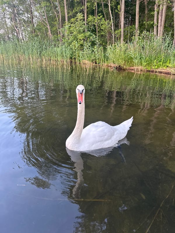 White swan on still water, rural Belarus