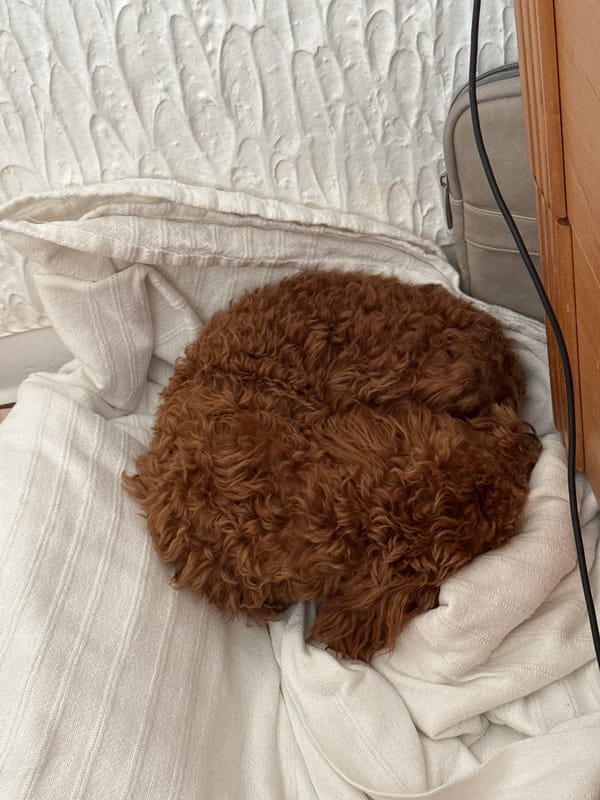 Dog rests peacefully on bedding in Sutomore home