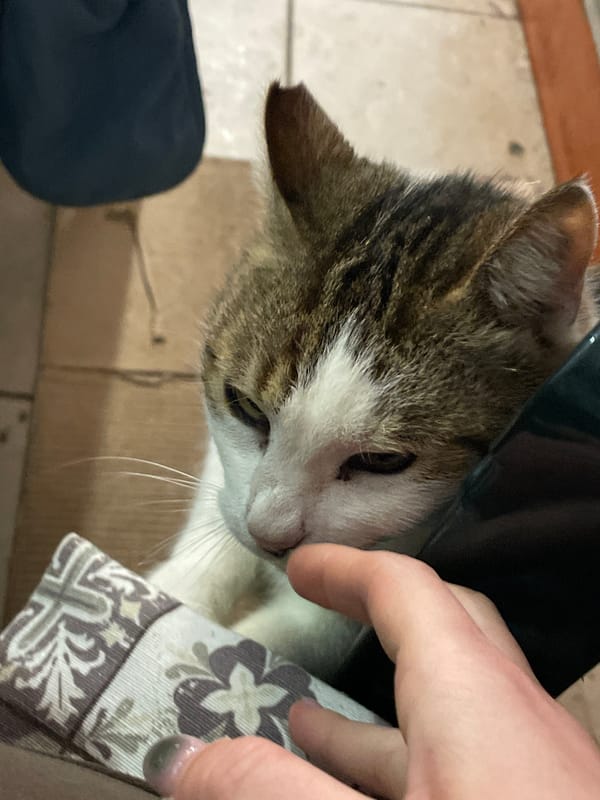 Cat receives affection from owner in Burgas home