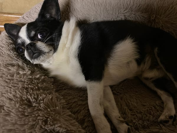 Dogs lounging on couches and beds, doing dog things