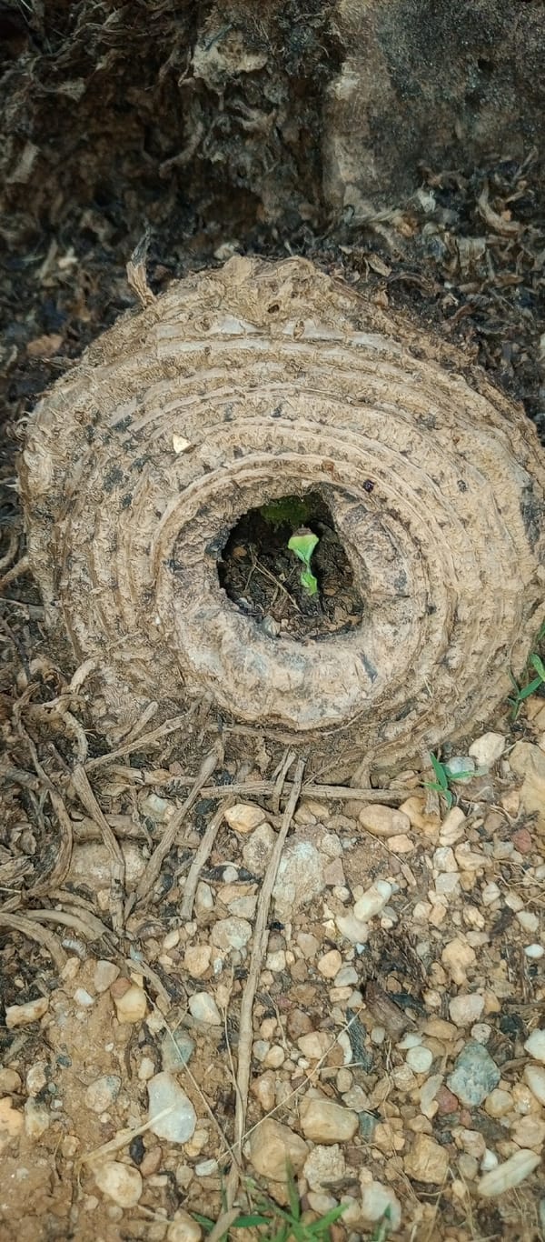Resident documents backyard garden plants and fruit in Tinaquillo