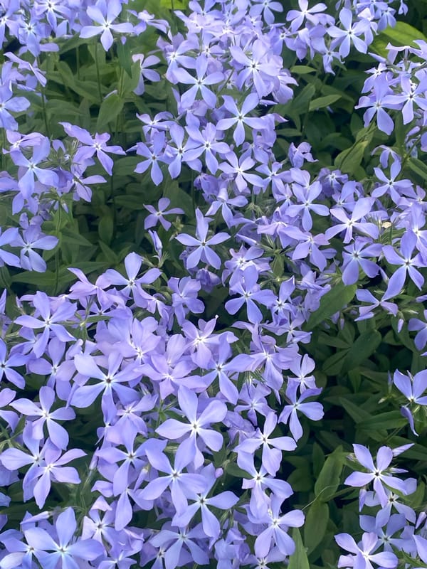 Garden flowers documented in close-up photos across Novokuznetsk