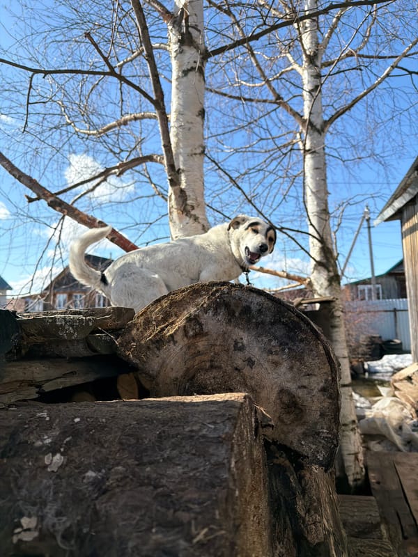 Dog stands on firewood stack in Igra, Russia