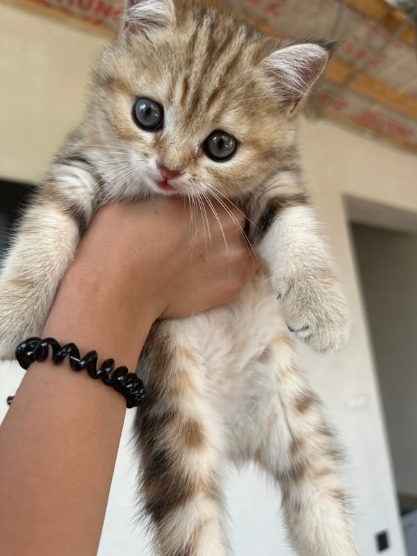 Girl plays with tabby kitten on wooden floor in Russia