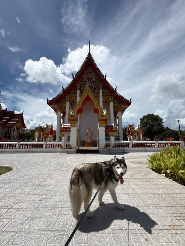 Husky at Wat Chalong, Phuket's ornate Buddhist temple