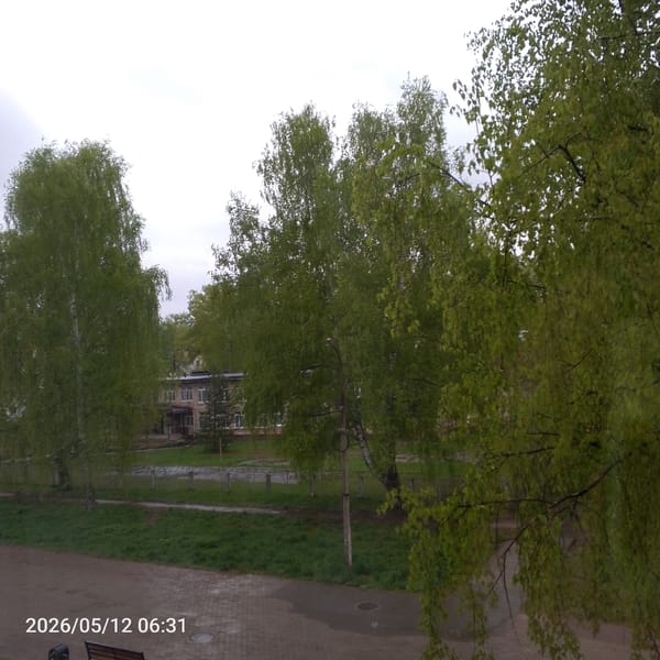 Park scene with birch trees captured at unknown location