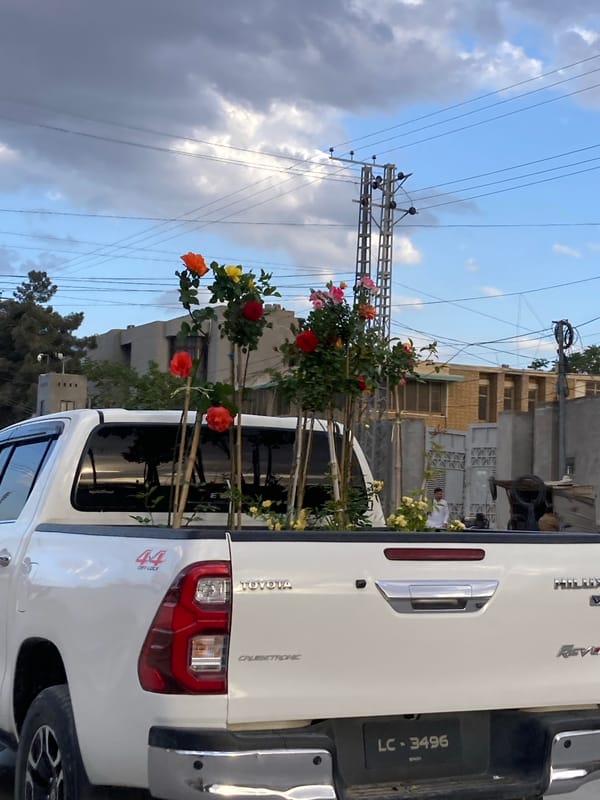Pickup truck transports flowering plants through Quetta streets