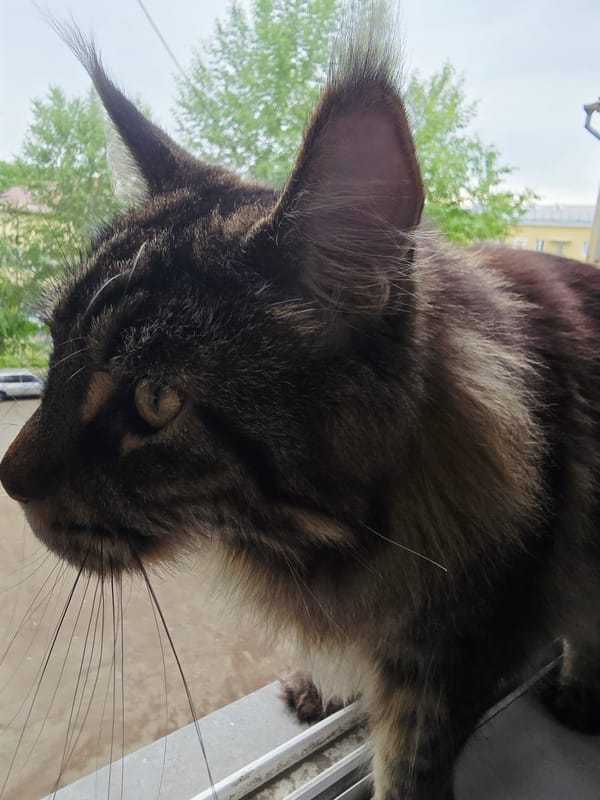 Witness documents seven cat scenes over 15-minute span