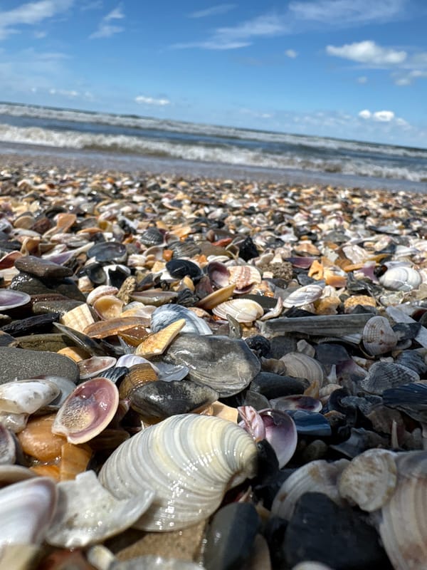 Seashell-covered beach documented in Anapa, Russia