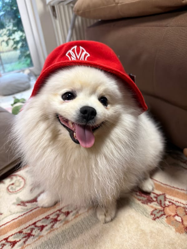 Pomeranian in a Yankees cap poses for the camera