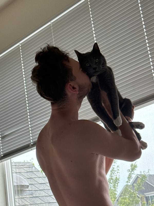 A gray cat's chaotic afternoon at home in Fife