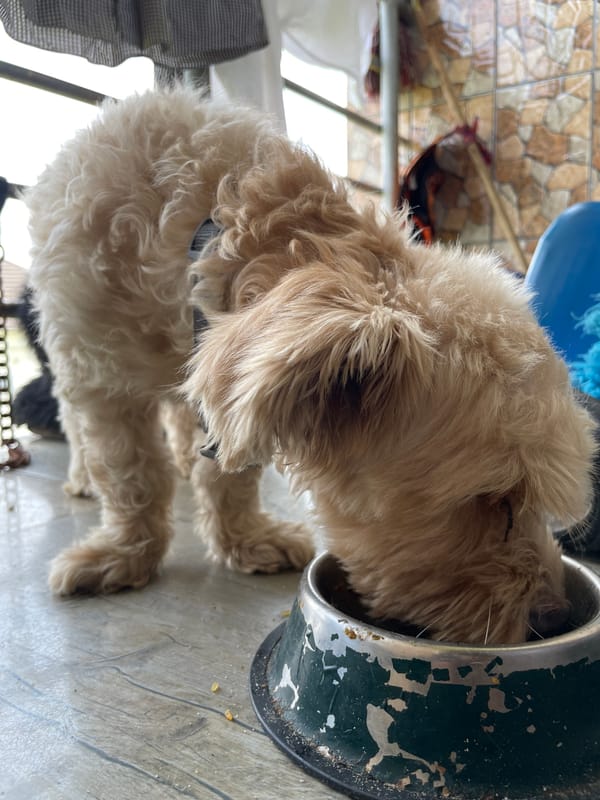 Dog eating from bowl captured in Ado home
