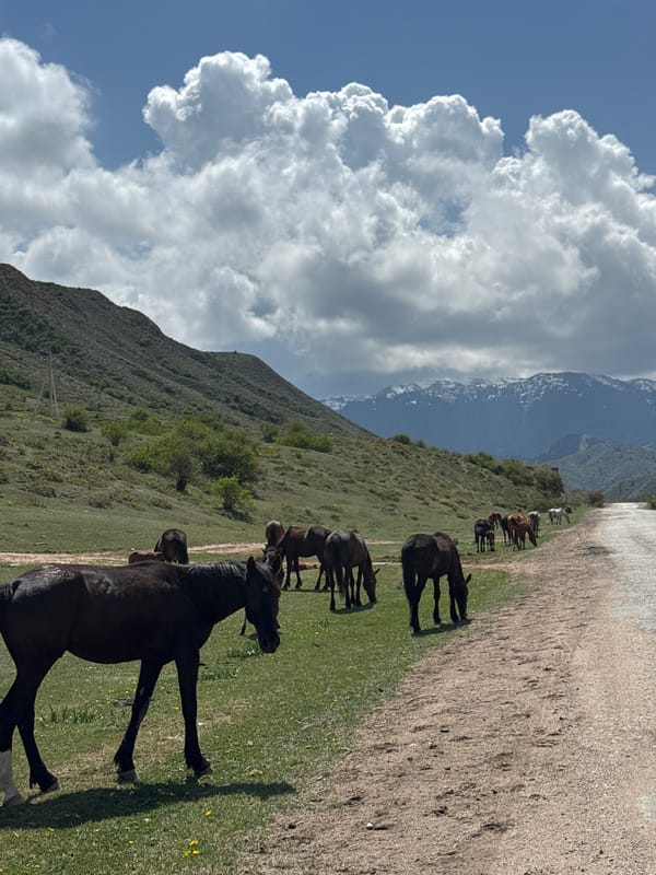 Horses graze in Kyrgyzstan mountain pastures during morning hours