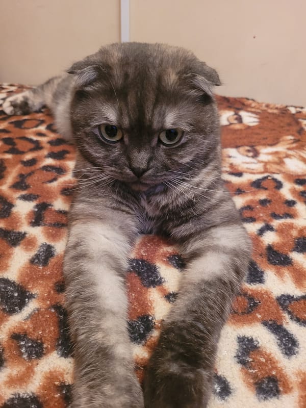 Scottish Fold cat photographed resting on blankets in Izhevsk