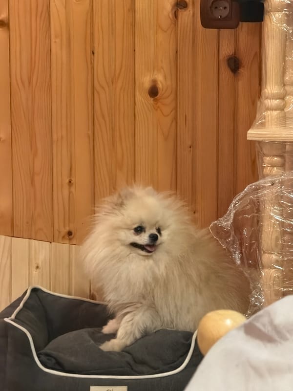 Pomeranian dog rests in bed in Brestovene, Bulgaria
