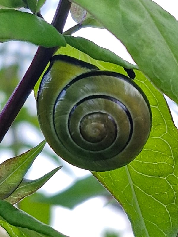 Close-up nature details: snail shell and clover in grass