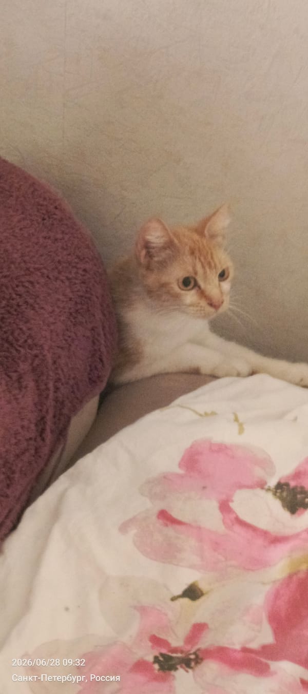 Cats at home in a Saint Petersburg apartment, June morning