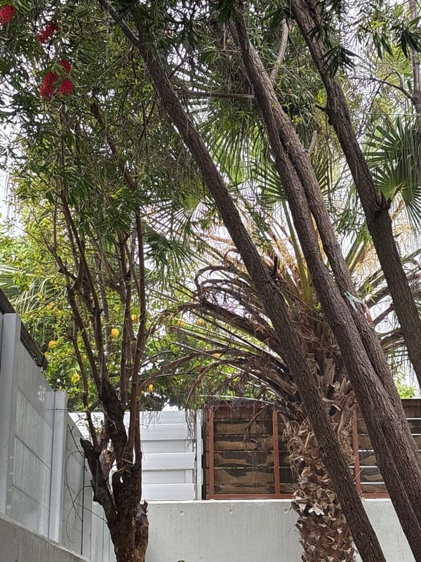 Person photographs tree canopy in Agios Athanasios, Cyprus