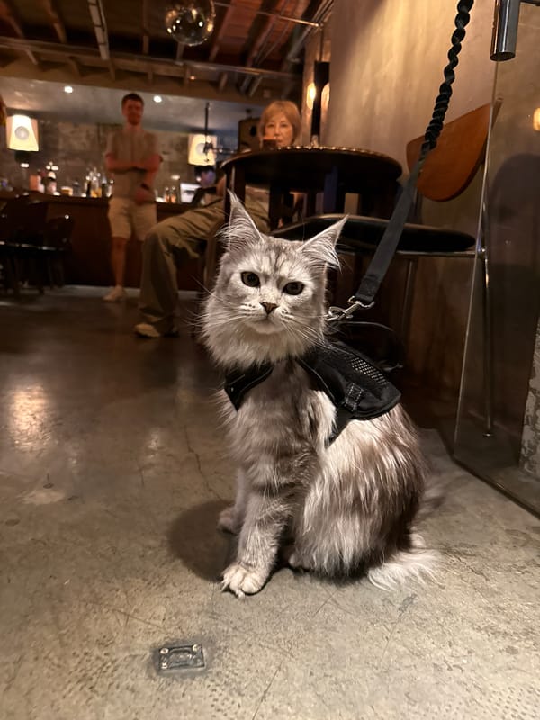 Harnessed cat spotted indoors in Shanghai's Xuhui District