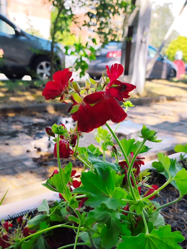 Sochi street flora documented in close detail, summer morning