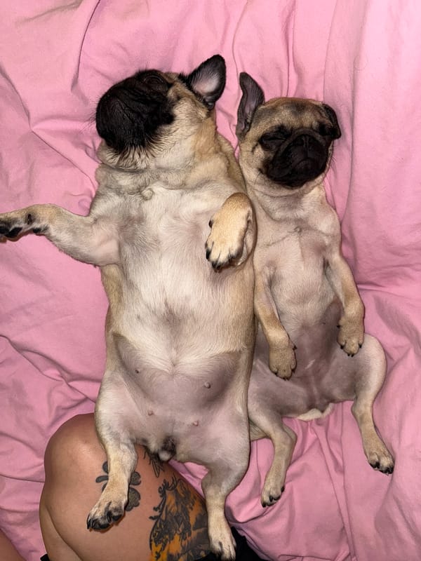 Pugs napping and lounging, thoroughly unbothered.