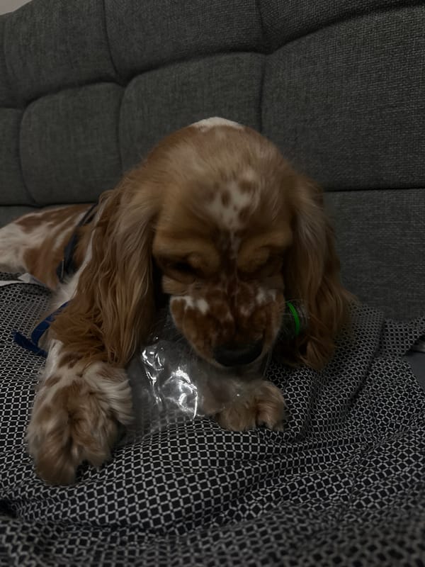 Cocker Spaniel rests on couch in Puebla home