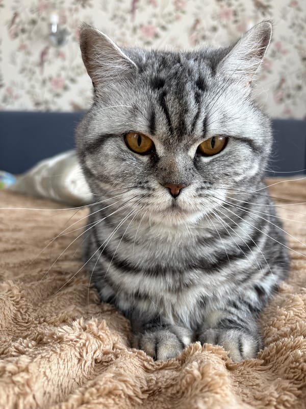 Gray tabby cat photographed resting on plush surface in Izhevsk