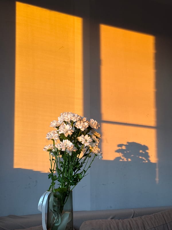 White chrysanthemums in warm light, Chaikovsky